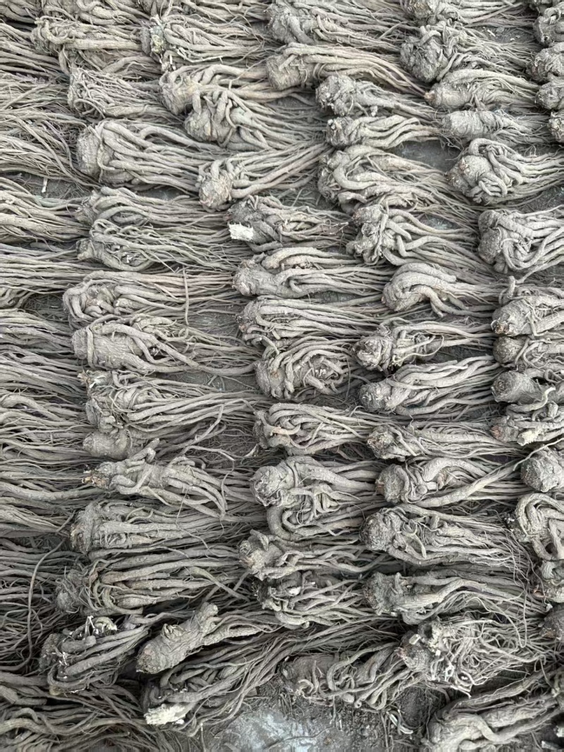 精品当归货源充足量大从优质量保证量大从优欢迎咨询