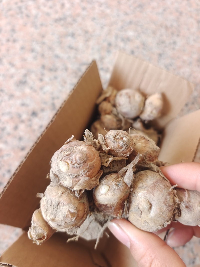 阳春沙姜正宗新鲜沙姜味浓源产地直发