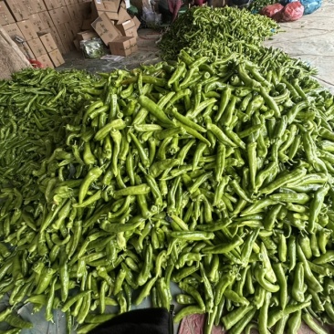精品尖椒大量上市产地直发一手货源保质保量全国发货量大价优