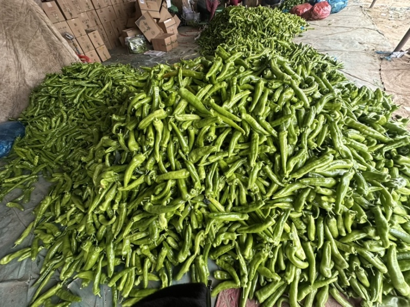 精品尖椒大量上市产地直发一手货源保质保量全国发货量大价优