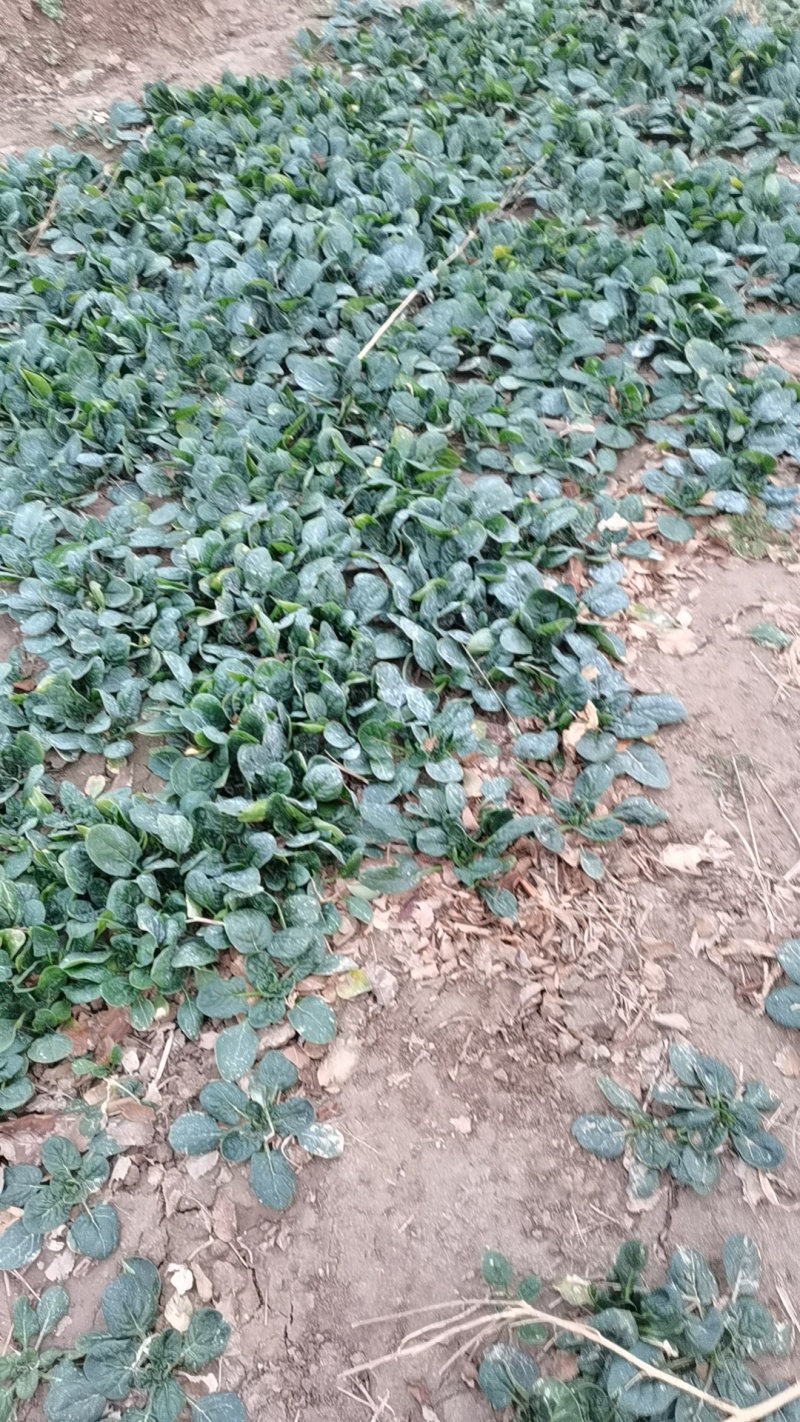 菠菜