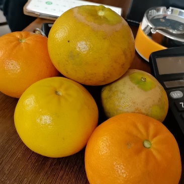 广西沃柑大量上市有需要的老板联系我。