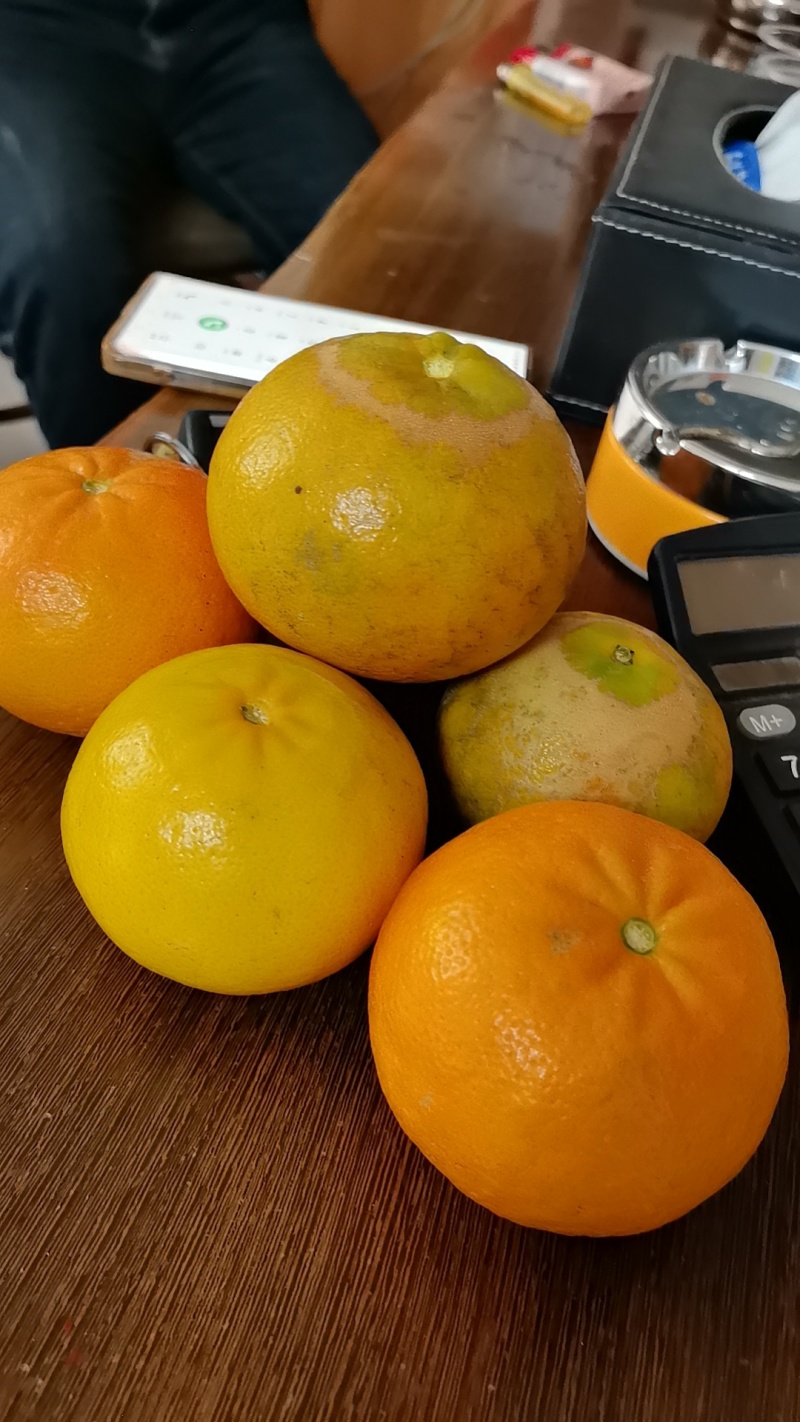 广西沃柑大量上市有需要的老板联系我。