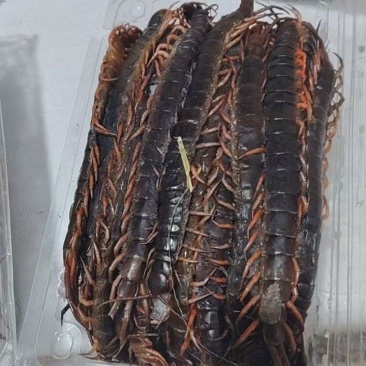 东南亚蜈蚣量大，如果你有销售我们可以合作
