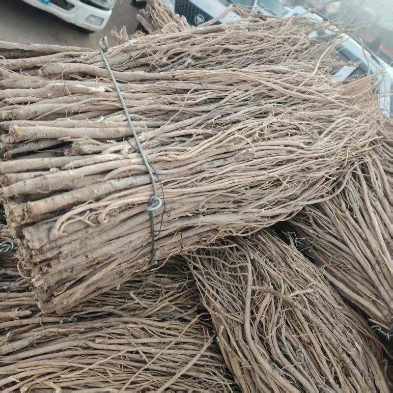 黄芪毛芪产地供应量大从优质量保证诚信经营欢迎咨询