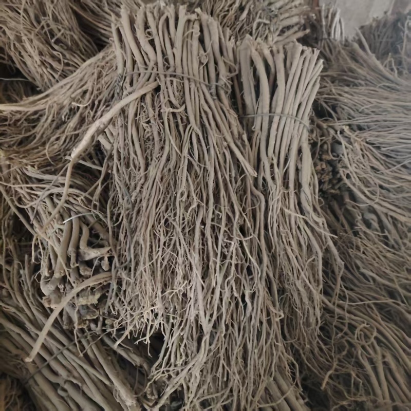 黄芪毛芪产地供应量大从优质量保证诚信经营欢迎咨询