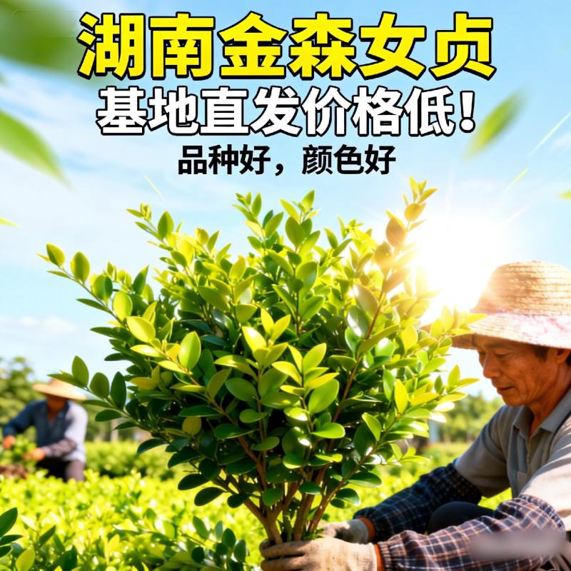 湖南郴州金森女贞小苗庭院绿篱苗工程绿化苗篱笆苗