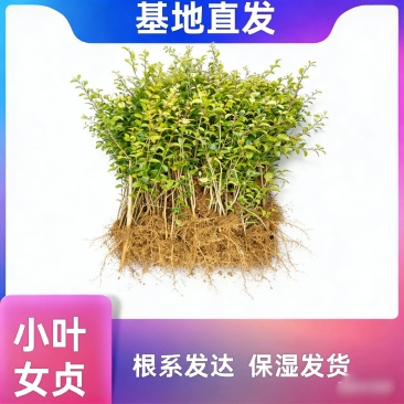 小叶女贞苗小叶水蜡球湖南造型用树苗四川女贞绿篱苗木