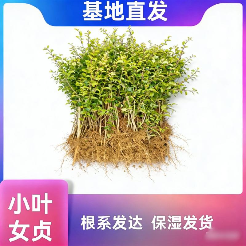 小叶女贞苗小叶水蜡球湖南造型用树苗四川女贞绿篱苗木