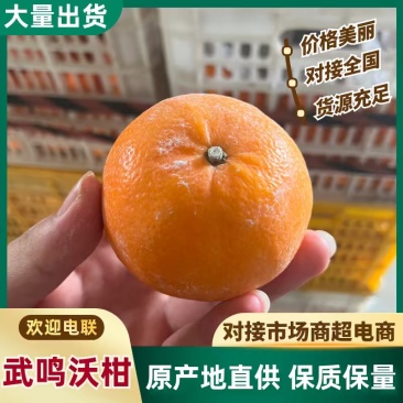 武鸣沃柑电商一件代发，可对接主播（包起量）欢迎老板对接