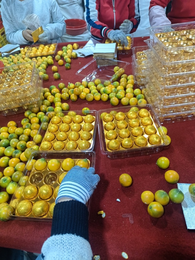 脆蜜金桔，产地直发，大量有货，欢迎各位老板咨询采购