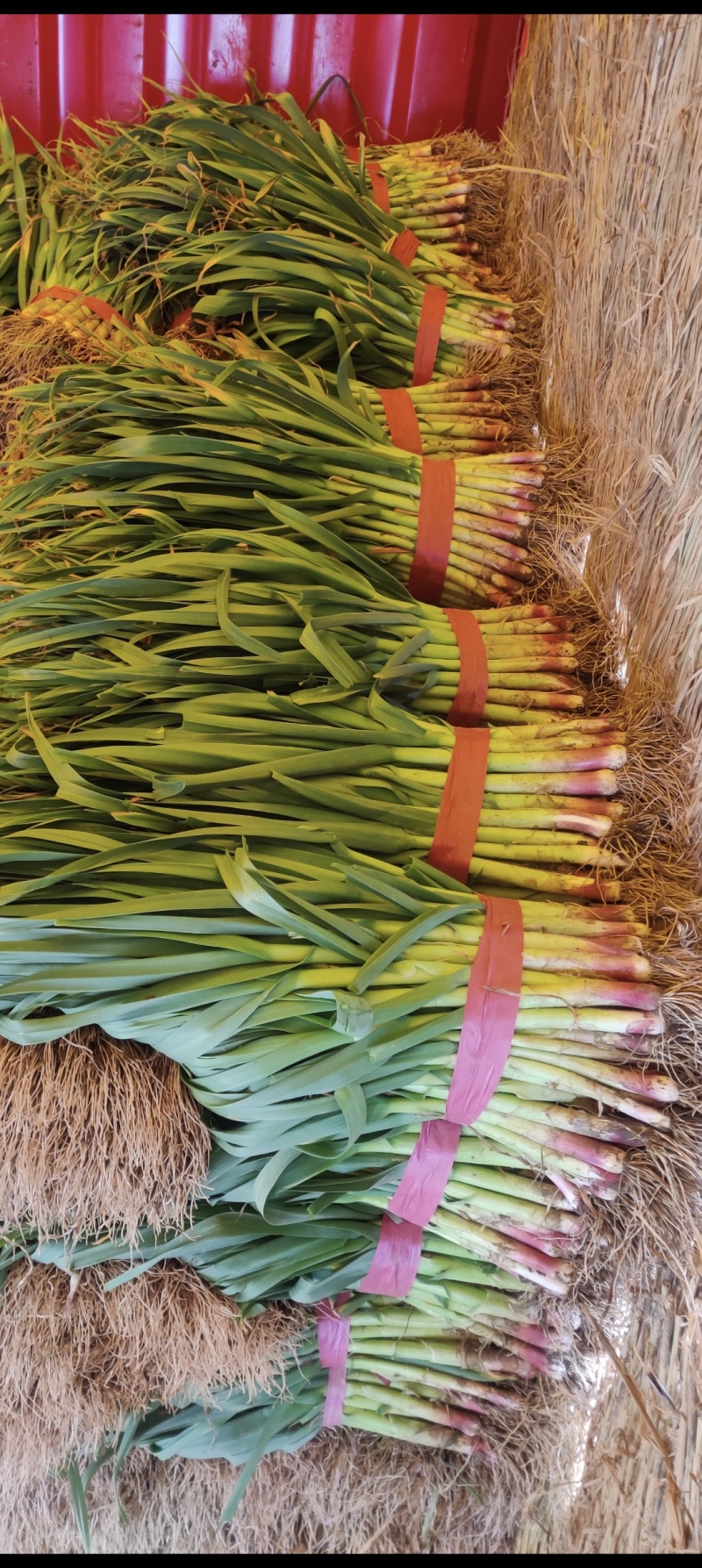 汝州精品红根蒜苗，大量供应，品质保证，电商货，批发市场等