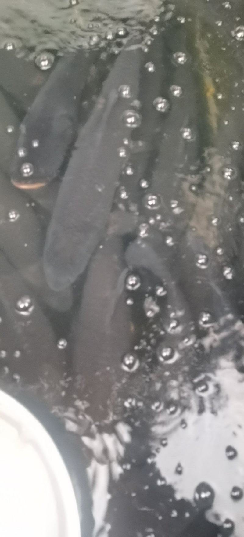 各种大小规格青鱼，黑鱼发货18388033073