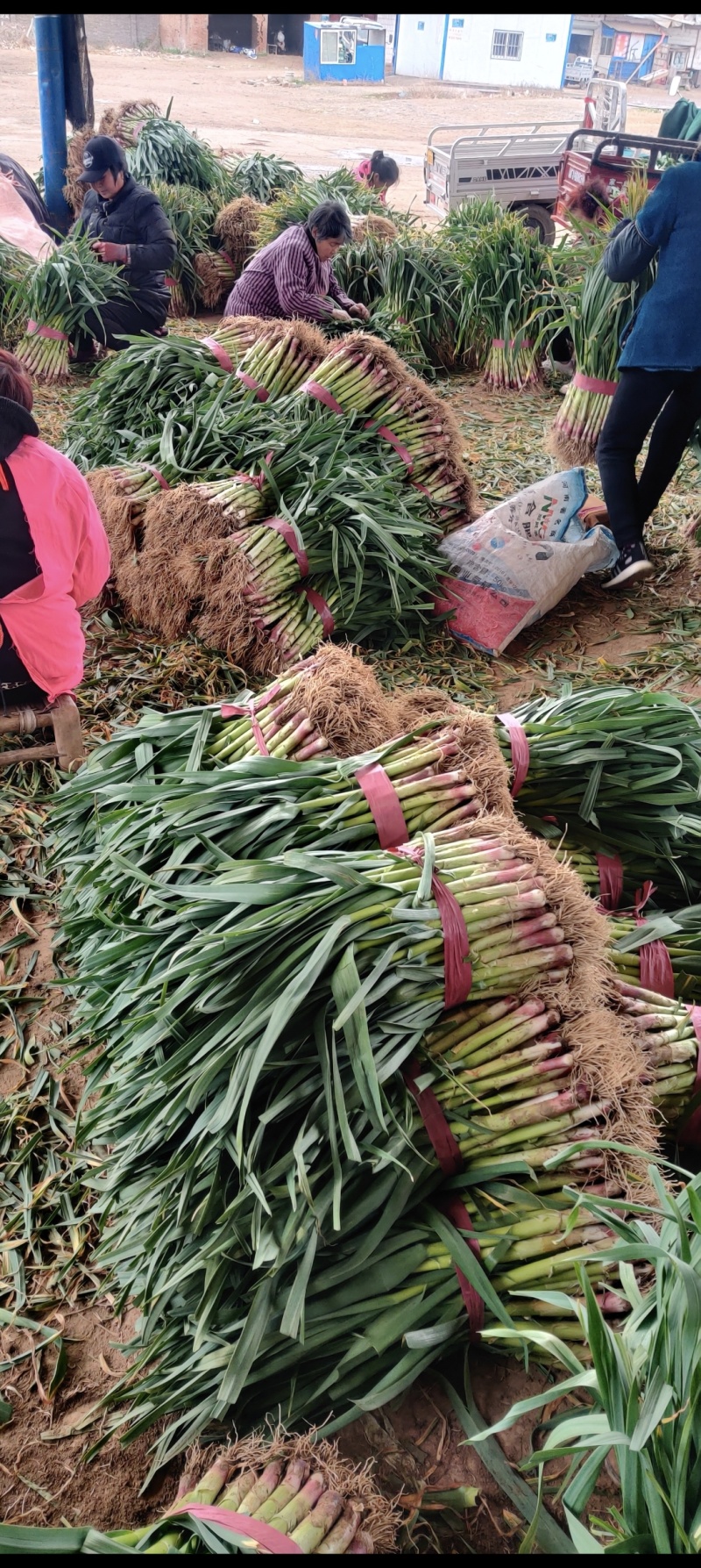 汝州精品红根蒜苗，大量供应，品质保证，电商货，批发市场等