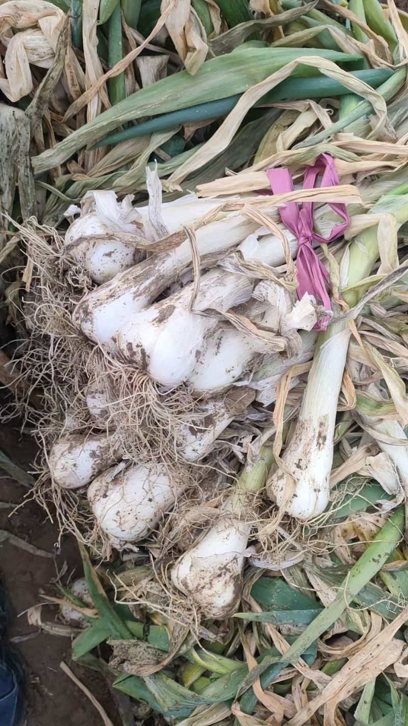 大头葱，装车快，现货