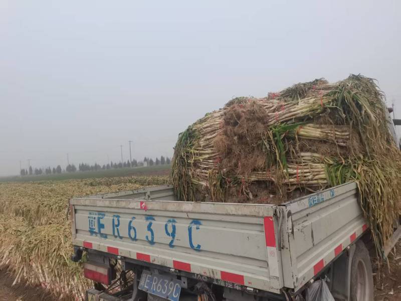 长白半毛葱，量大，装车快