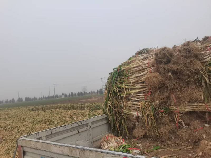 长白半毛葱，量大，装车快