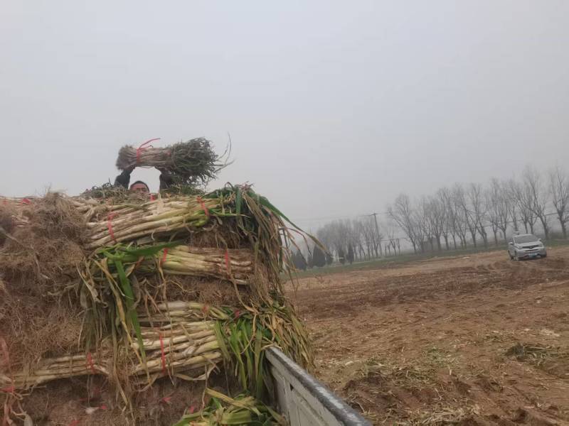 长白半毛葱，量大，装车快