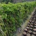 炮仗花高度80到1.2米高福建苗木基地批发