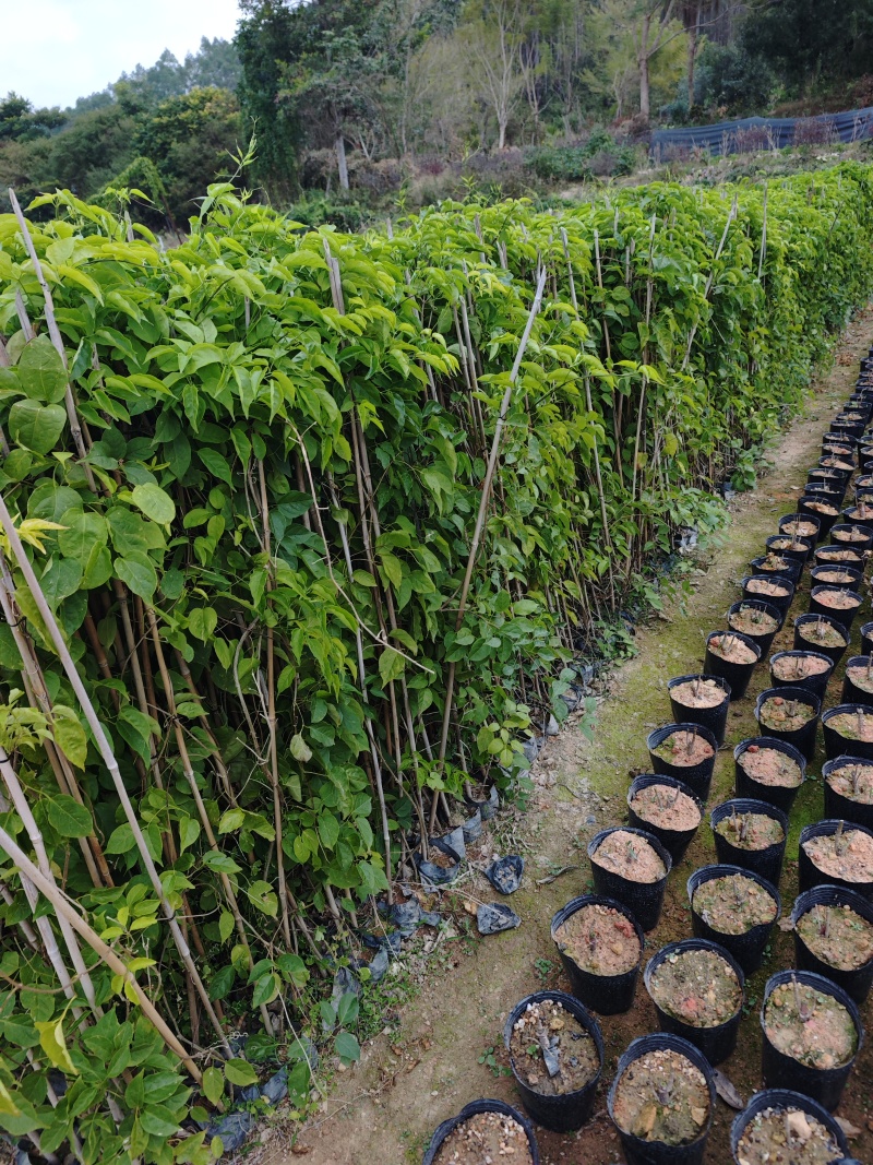 炮仗花高度80到1.2米高福建苗木基地批发