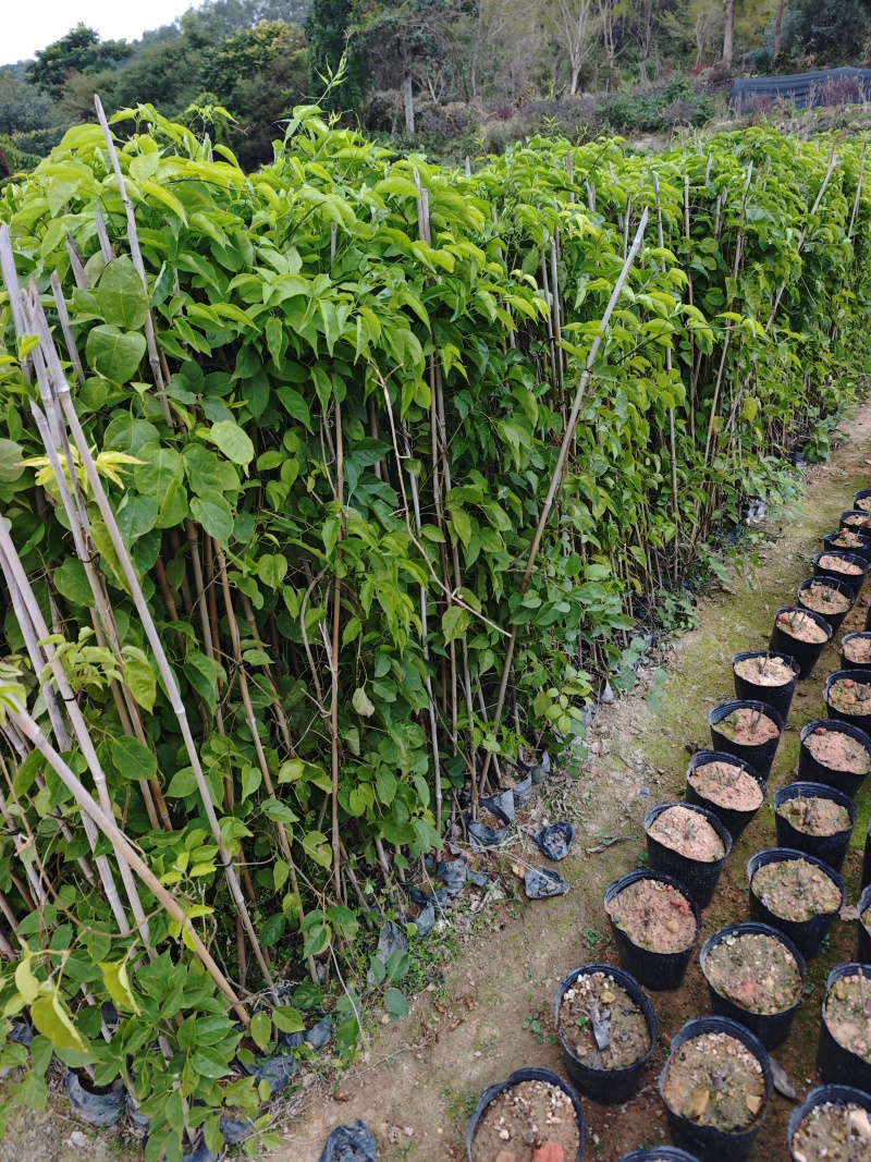 炮仗花高度80到1.2米高福建苗木基地批发