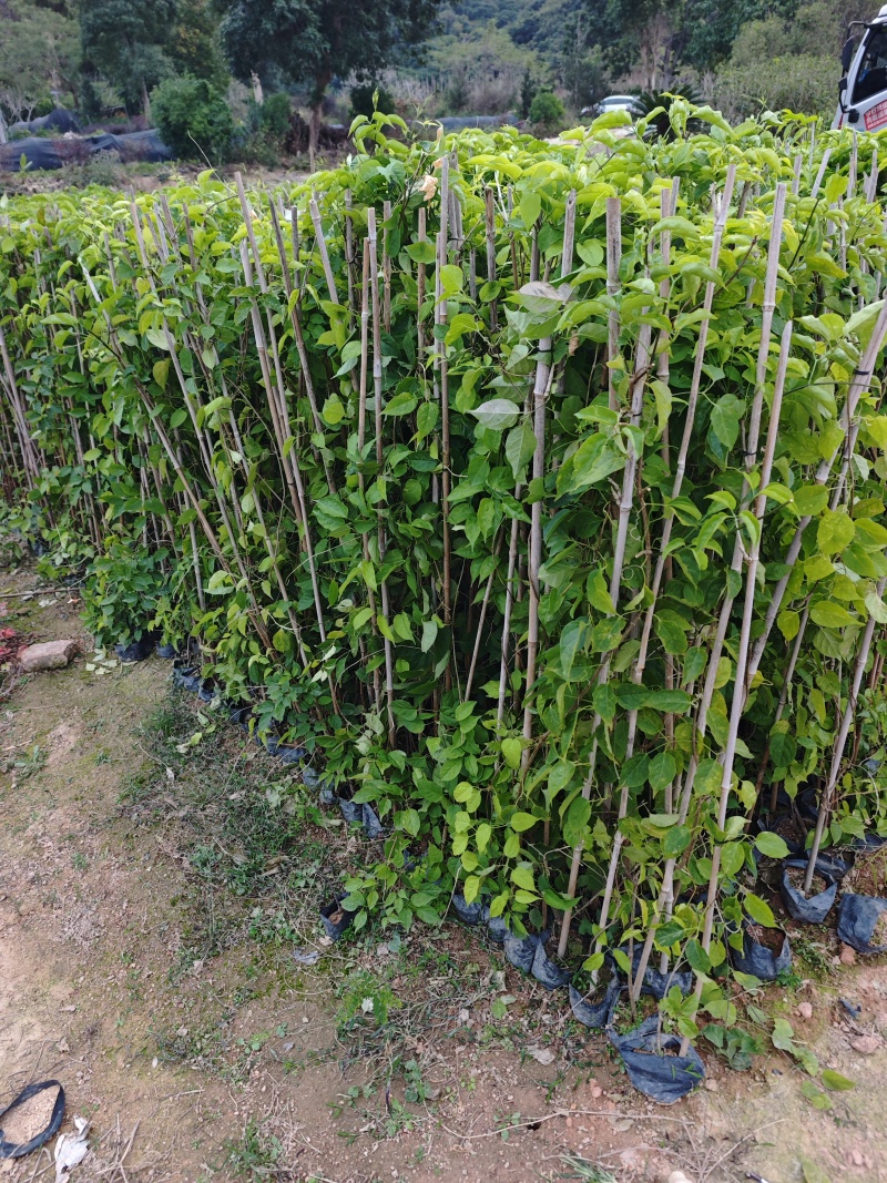 炮仗花高度80到1.2米高福建苗木基地批发