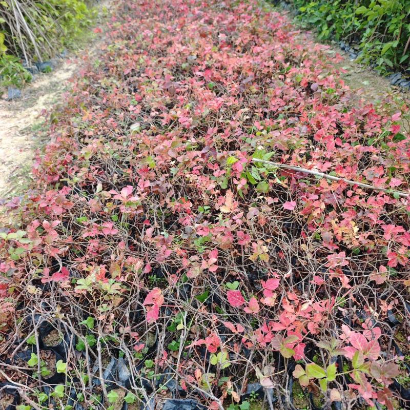 爬山虎小杯苗袋苗福建苗木基地