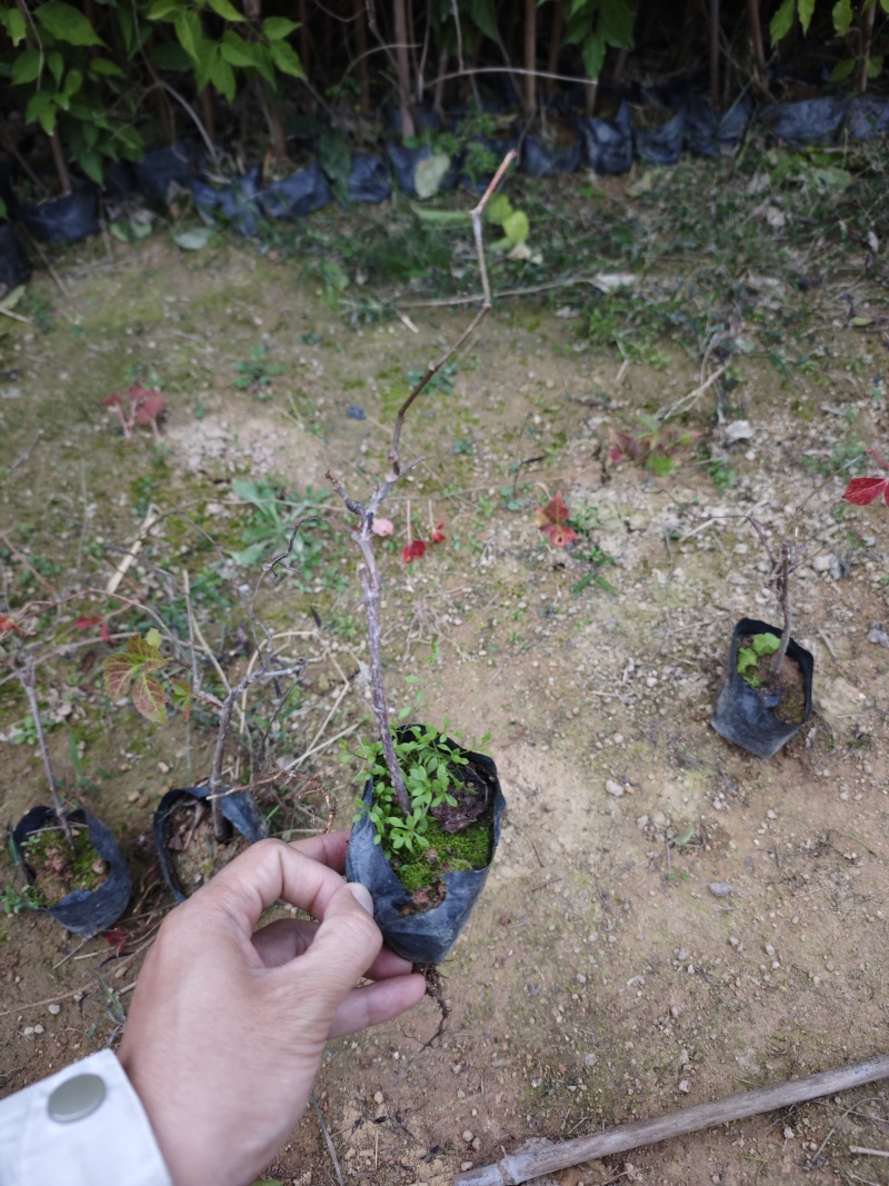爬山虎小杯苗袋苗福建苗木基地