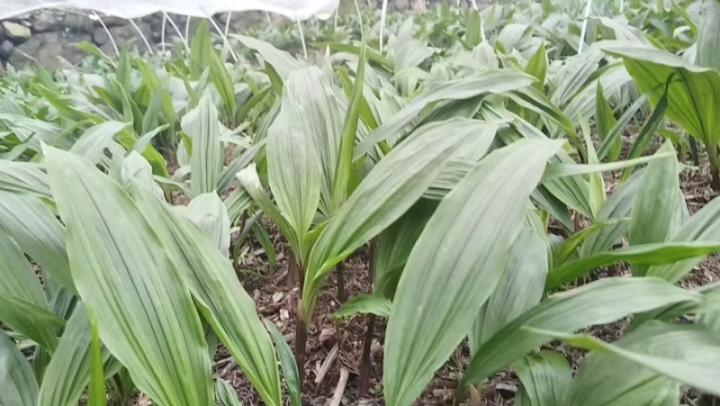 川紫花毛兹菇苗子