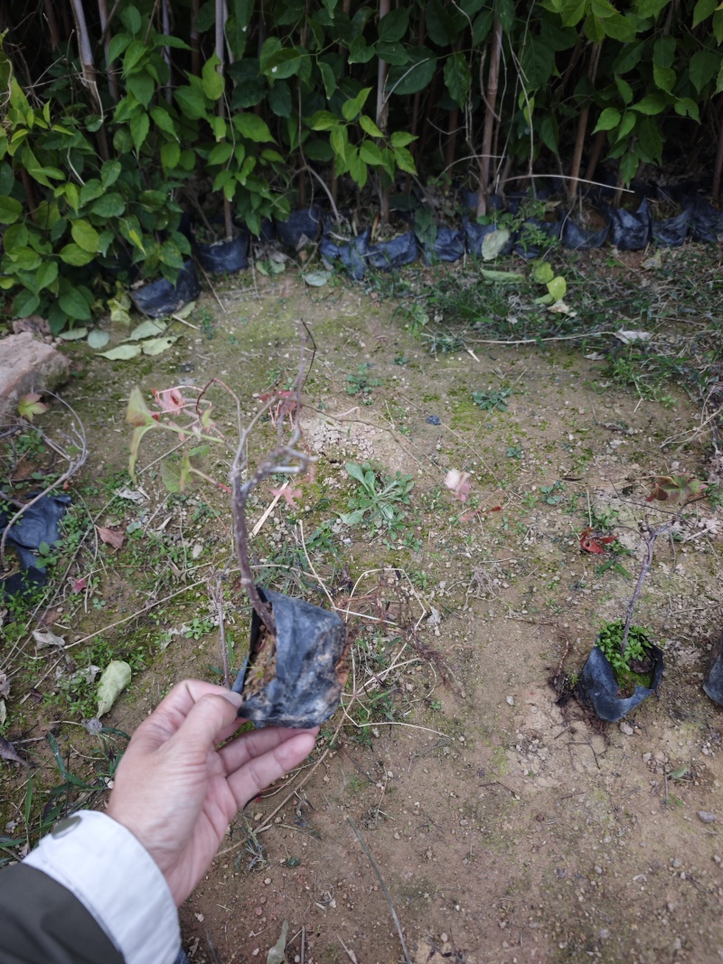 爬山虎小杯苗袋苗福建苗木基地