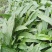 川紫花毛兹菇苗子