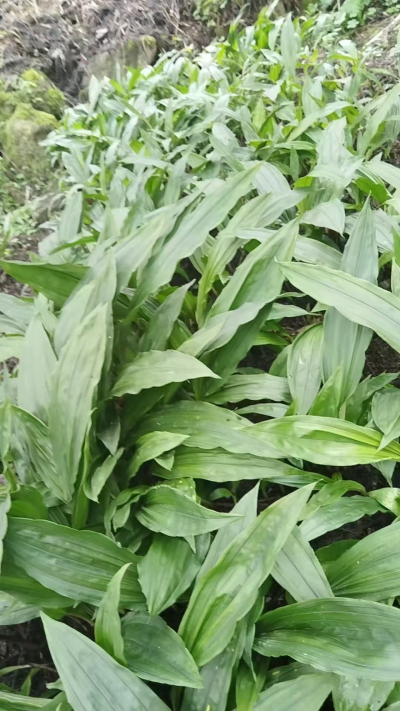 川紫花毛兹菇苗子