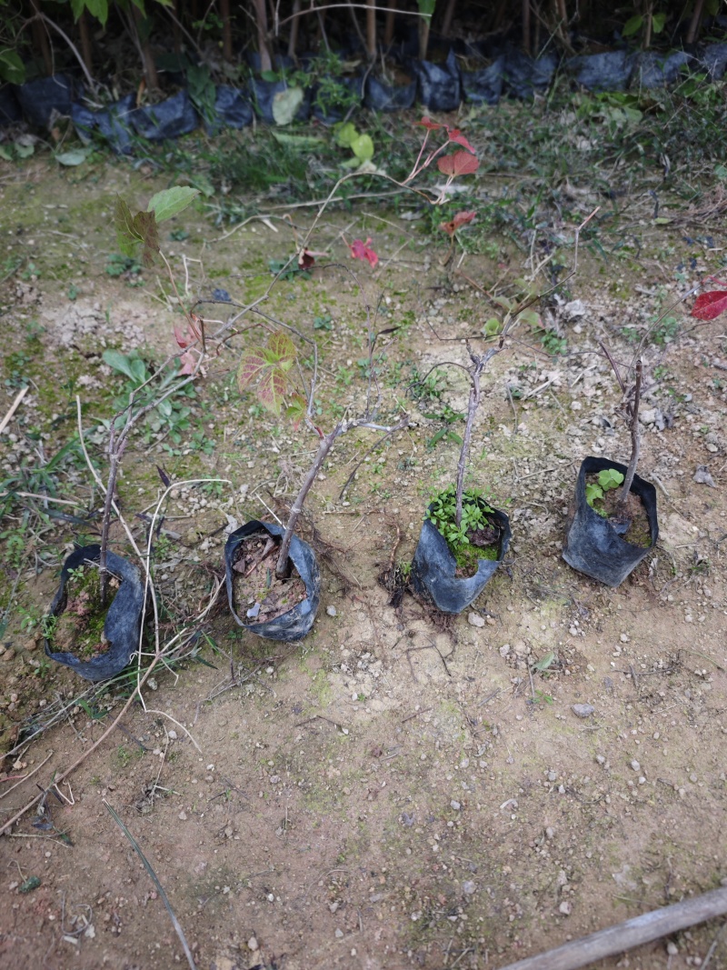 爬山虎小杯苗袋苗福建苗木基地