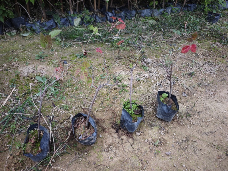 爬山虎小杯苗袋苗福建苗木基地