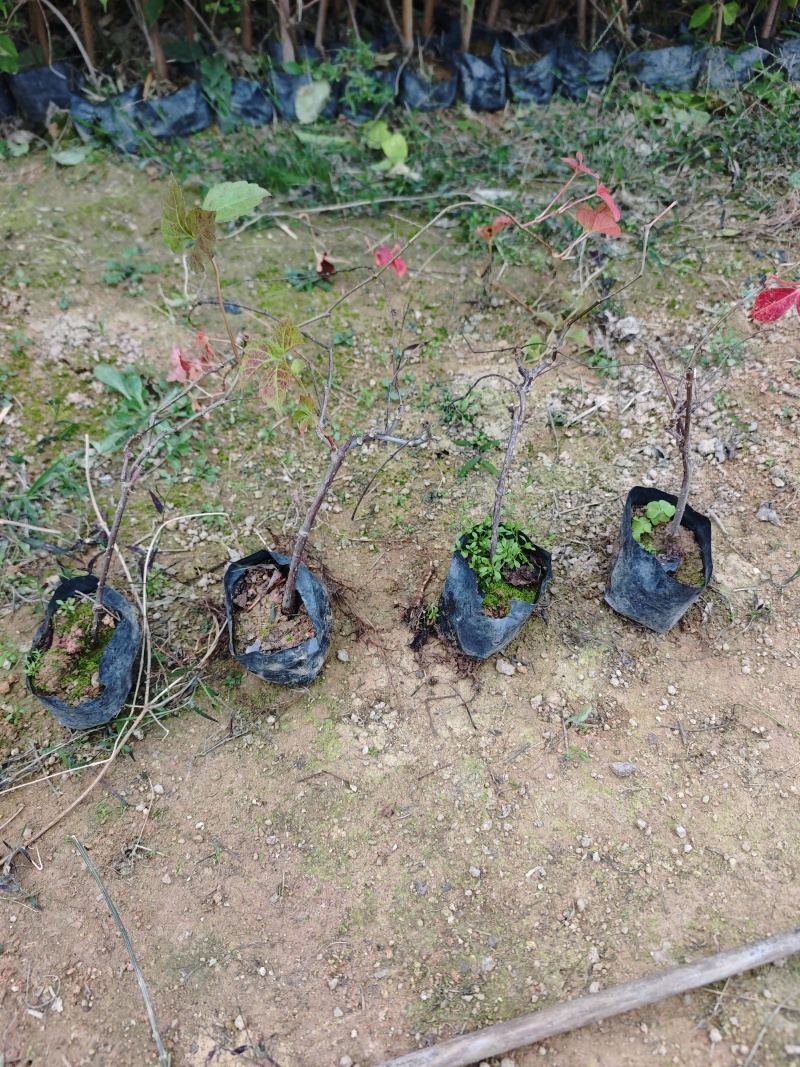 爬山虎小杯苗袋苗福建苗木基地