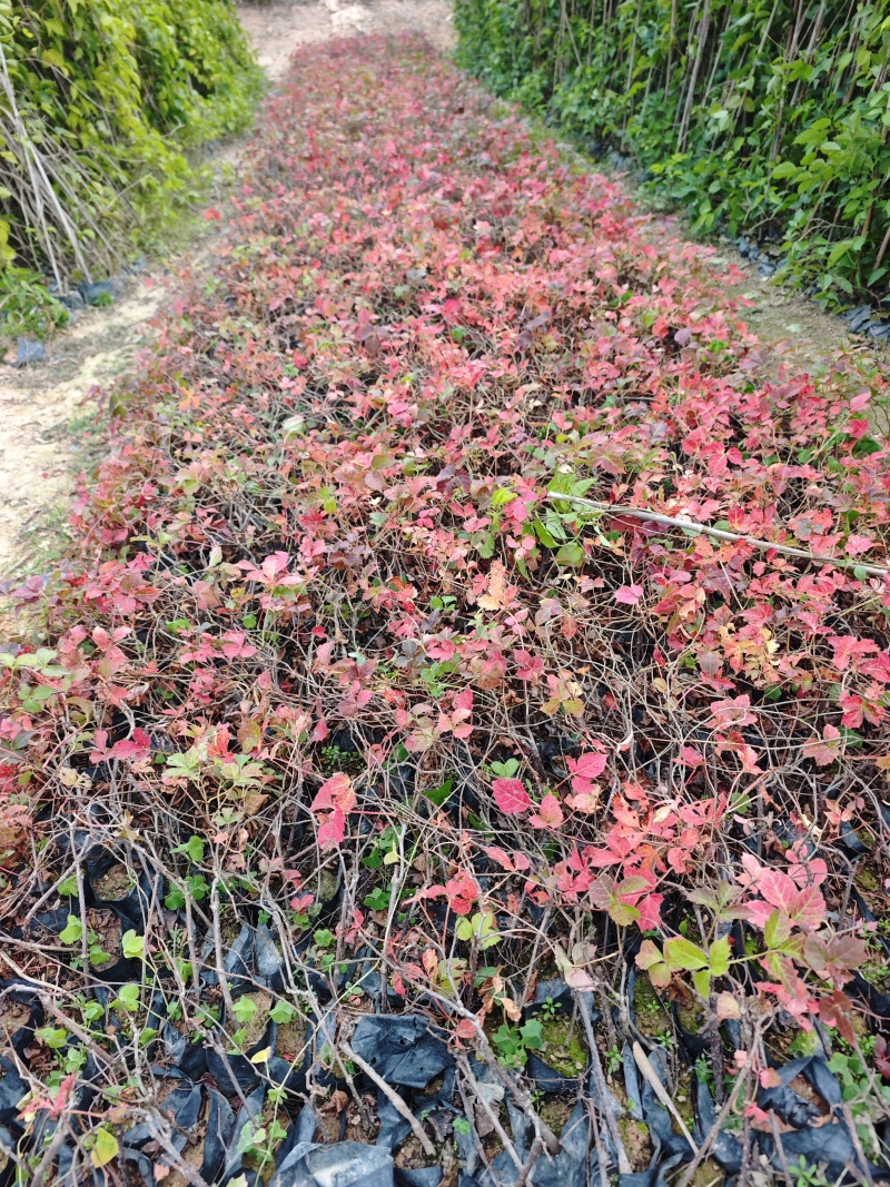 爬山虎小杯苗袋苗福建苗木基地
