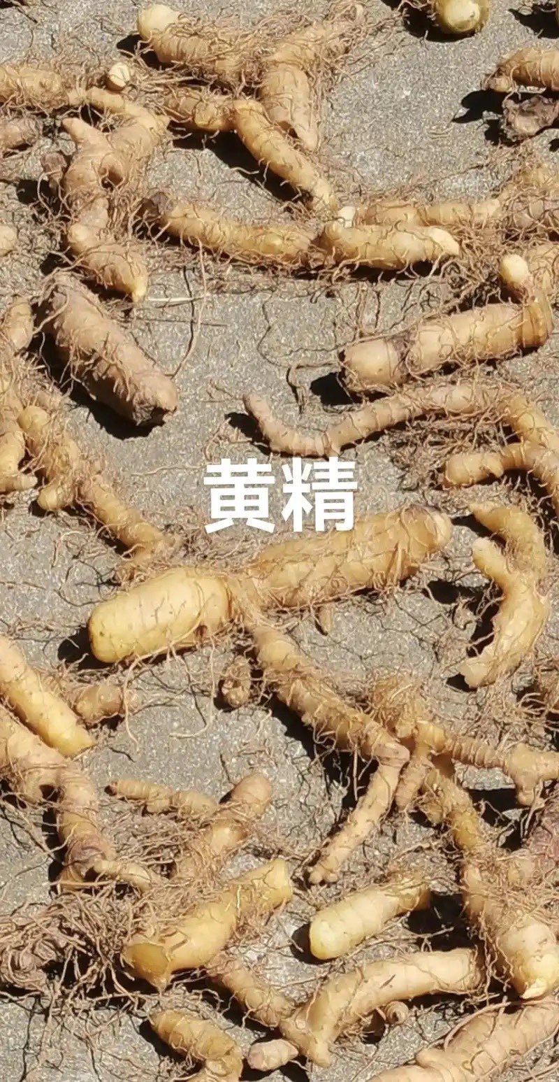 黄精野生黄精鲜货干货鸡头黄精多花黄精九蒸九晒各种规格