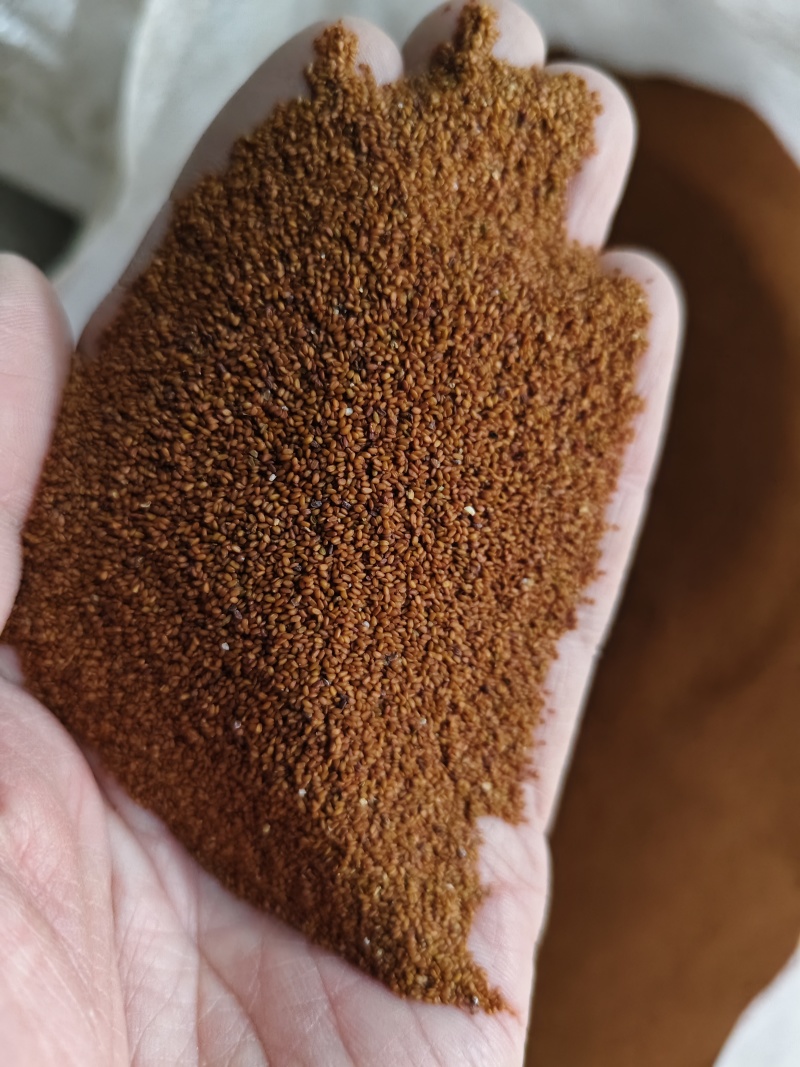 葶苈子精选新货葶苈子批发零售量大从优