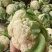 白面散花花菜价格爆跌机不可失每天现砍