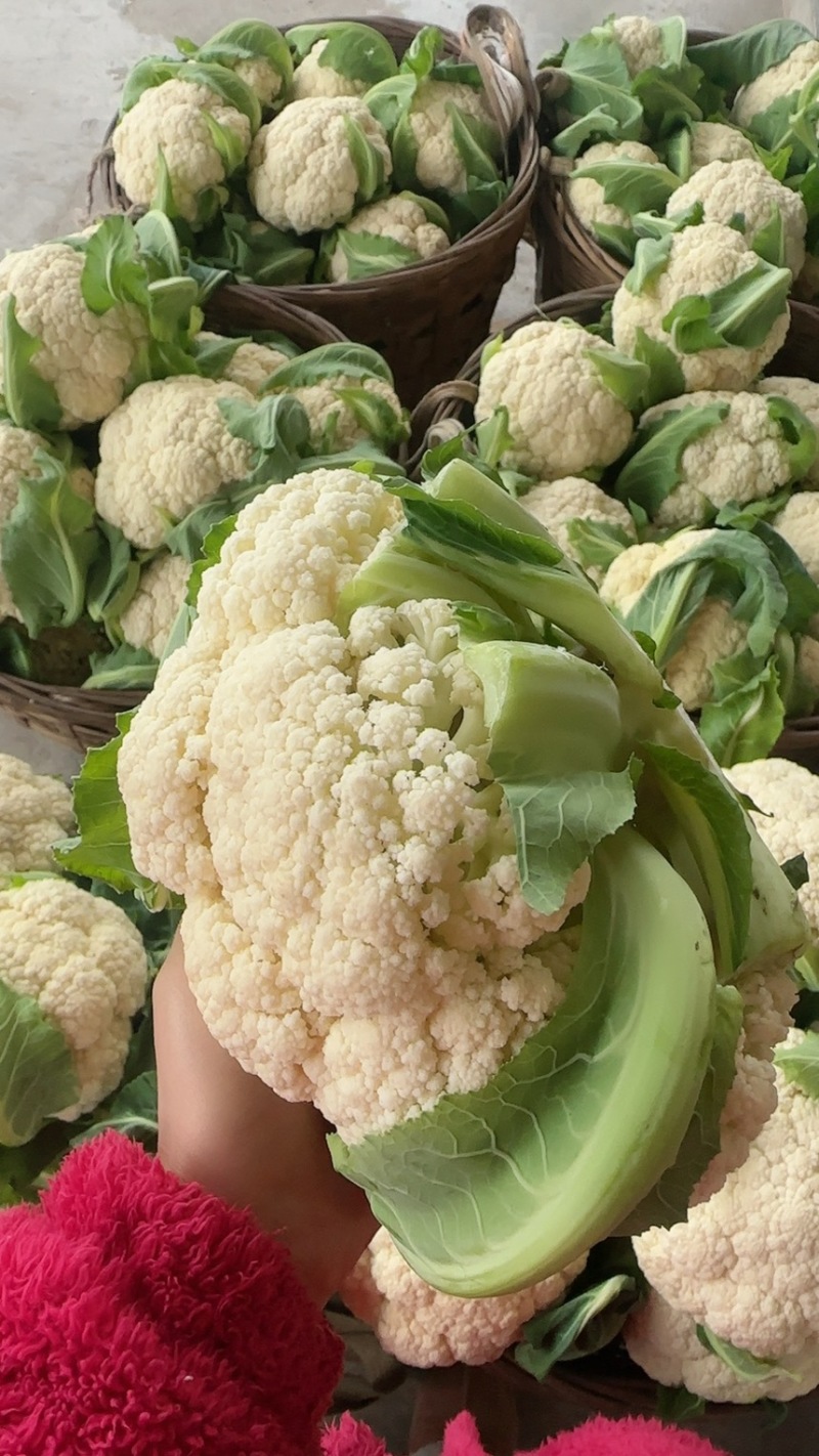 白面散花花菜价格爆跌机不可失每天现砍