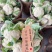 白面散花花菜价格爆跌机不可失每天现砍