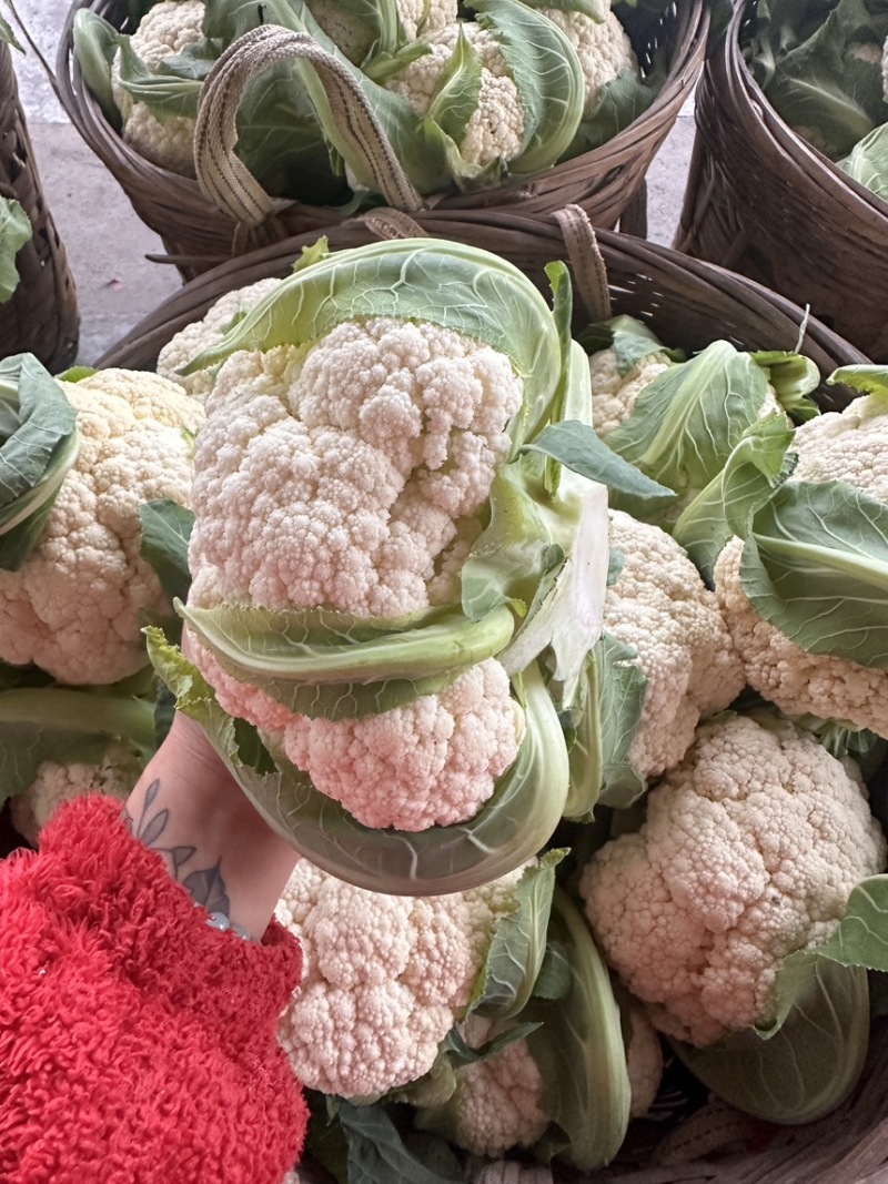 白面散花花菜价格爆跌机不可失每天现砍