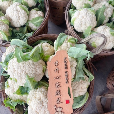 白面散花花菜价格爆跌机不可失每天现砍