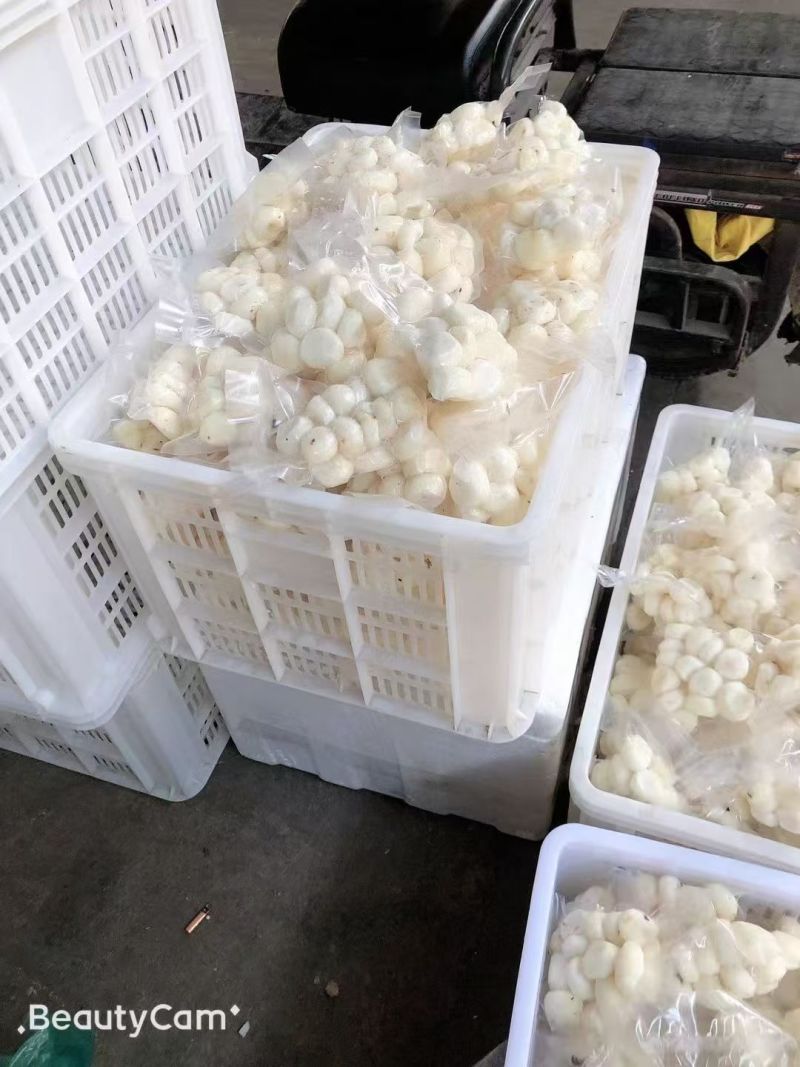 白马蹄大量上市产地直发量大价格可谈欢迎来电咨询采购
