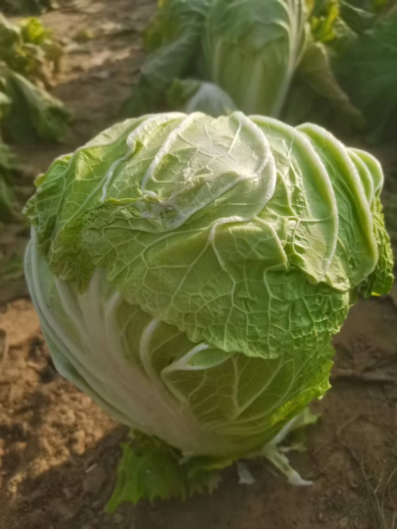 白菜