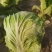白菜