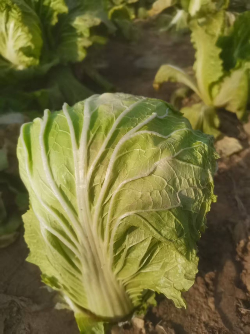 白菜