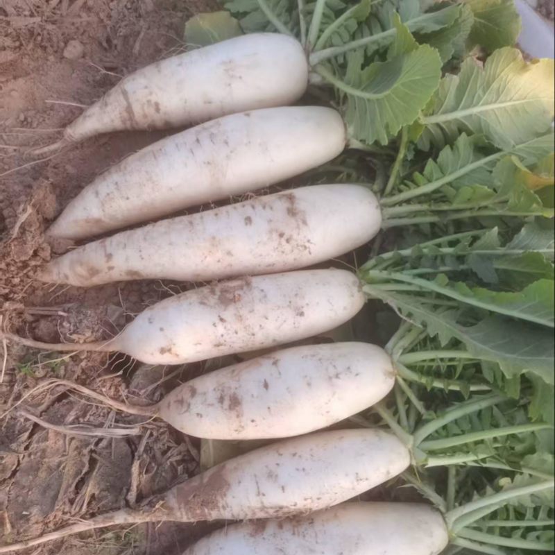 白萝卜