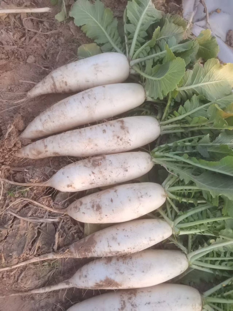 白萝卜