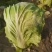 大白菜